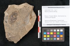 Foto (Objekt + Etikett) von Walchia piniformis Sternbg. (NHMW-GEO-2024-0188-11122)